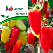 Перец Союз F1 10шт - фото 78437