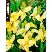 Канна Йеллоу Хамберт - фото 78438