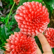 Георгина Бордюрная Мьюзет - фото 78445