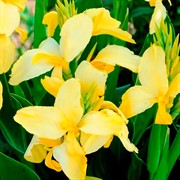 Канна Йеллоу Хамберт - фото 78446