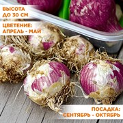 Гиацинт садовый Анна Лиза (2) - фото 91073