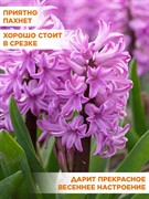 Гиацинт садовый Анна Лиза (2) - фото 91074