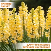 Гиацинт садовый Сити Оф Харлем (2) - фото 91077