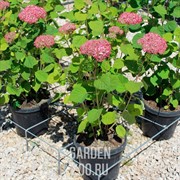 Гортензия древовидная Пинк Аннабель С10 - фото 9720