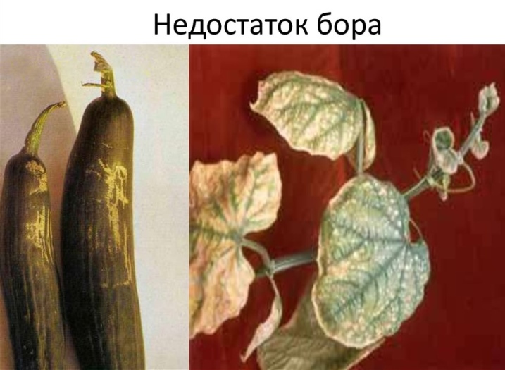 Недостаток бору у огурцов
